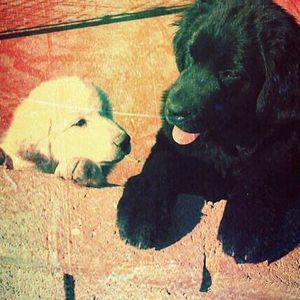 Meet your Posher, Richard